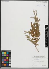Foto von Salix alba L.